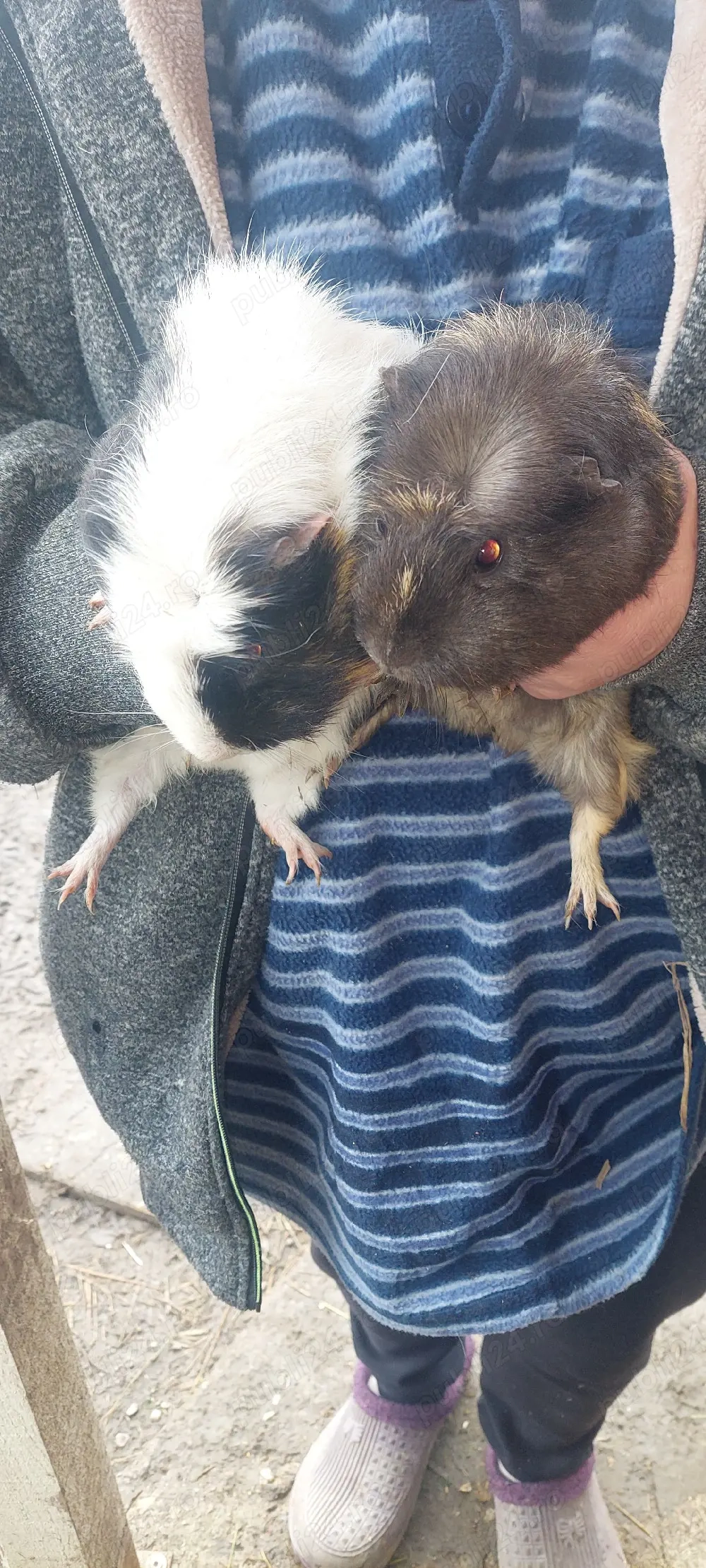 vând purceluși de guineea 