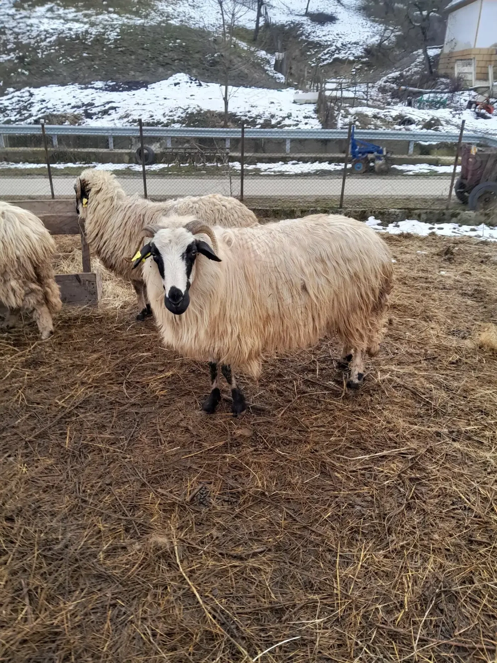 Vând     cinci   oi 