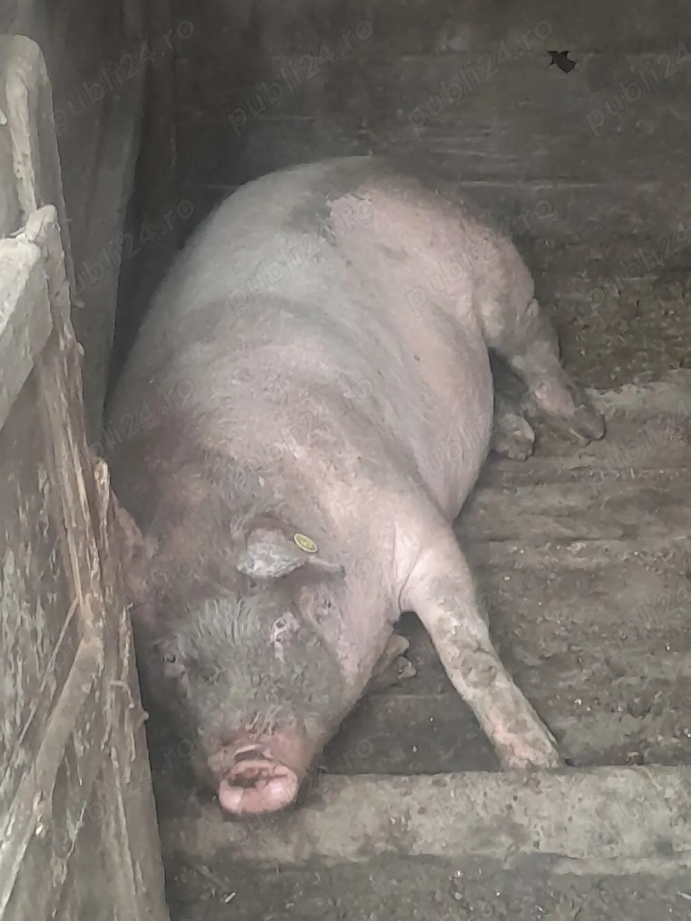 vânzare scoarța de 120 kg