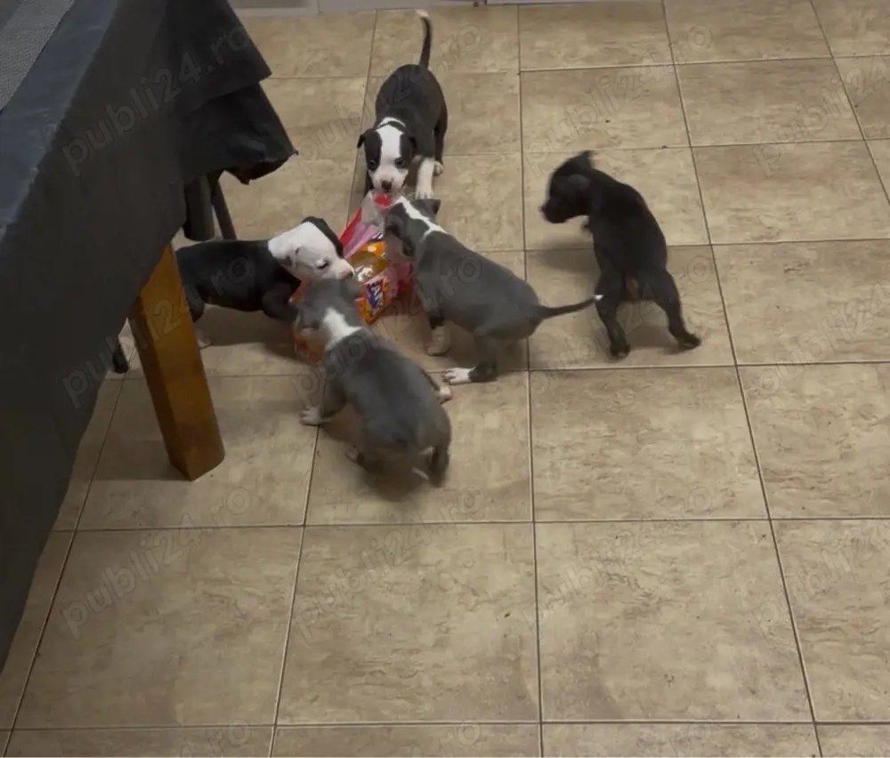 American Staffordshire Terrier (Amstaff)