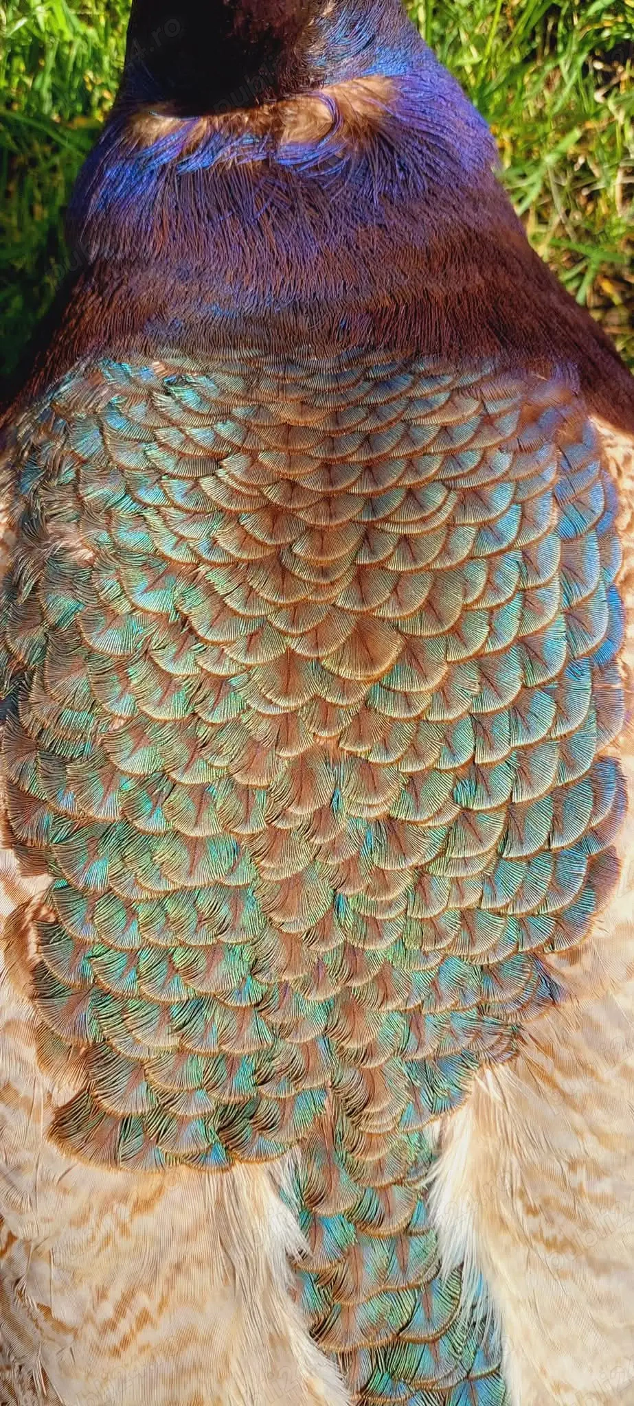 Pereche păuni matură violet 