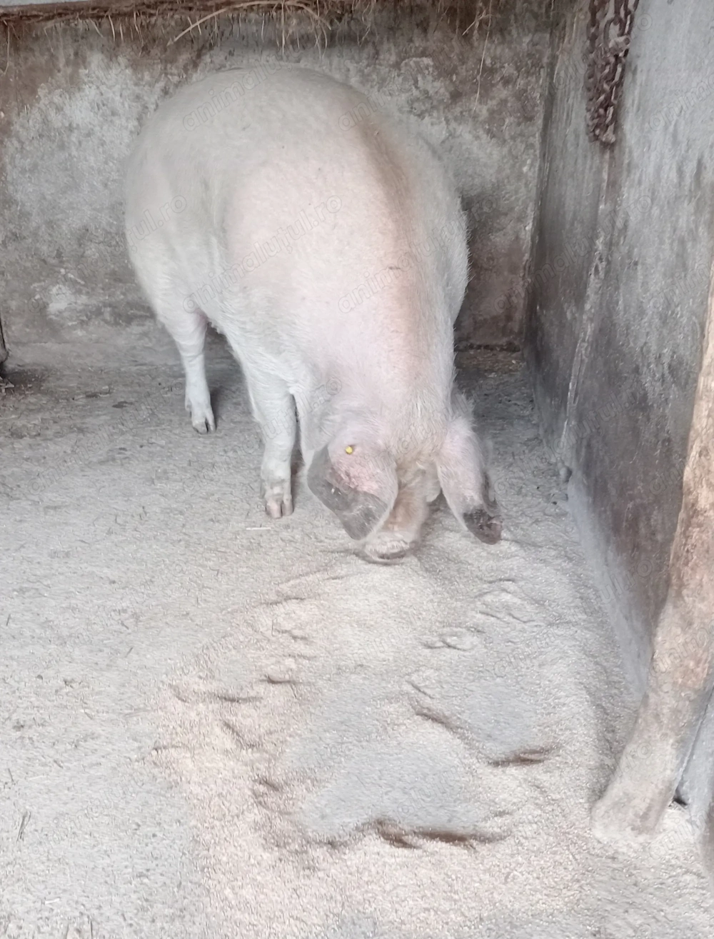 Porc de t iat 220-250kg.de vânzare 10RON kg la Voivodeni(Mures)!