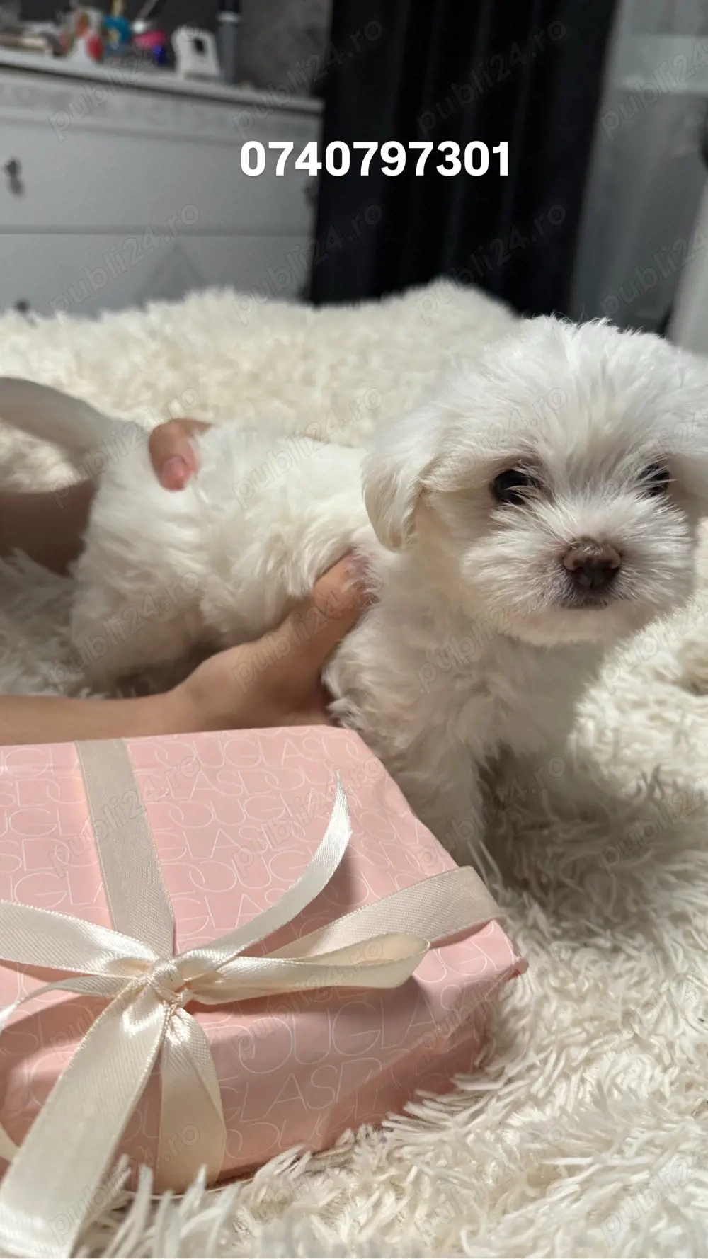 vand pui bichon maltez