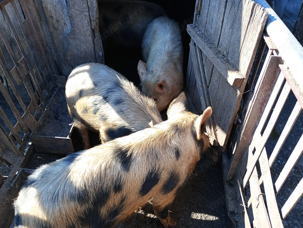 Vând purcei 40-55 kg