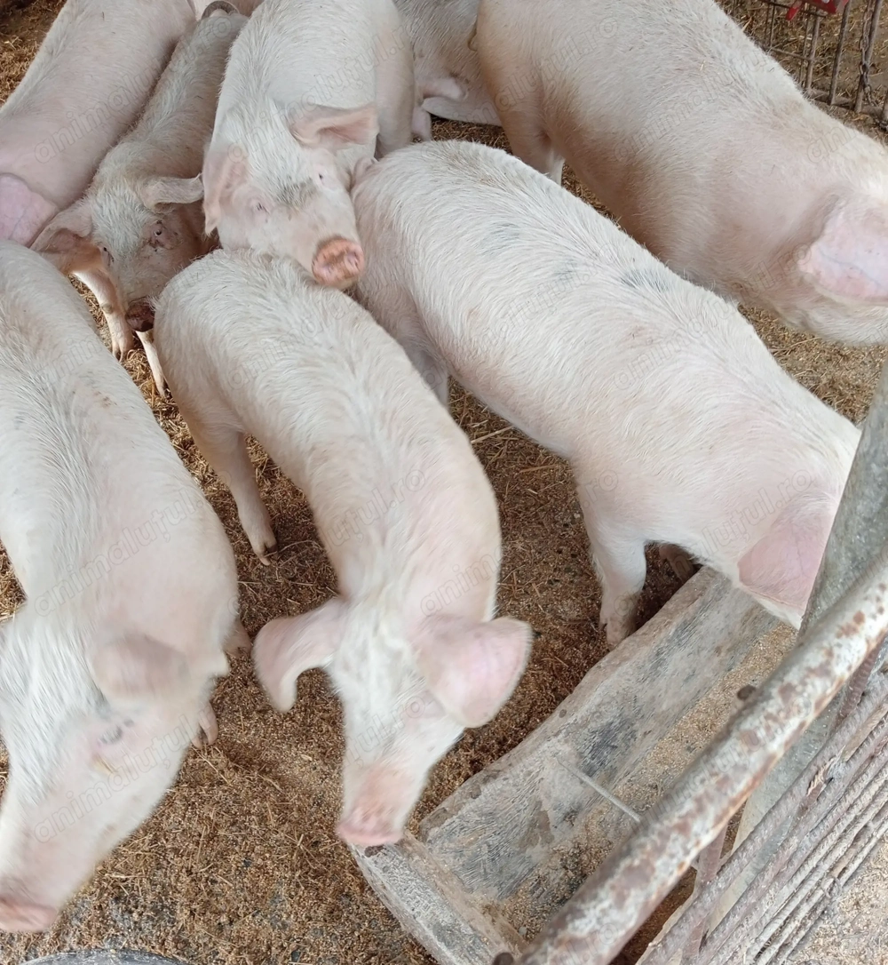 Vând purcei 70-80kg.la Voivodeni (Mures)!Negociabil