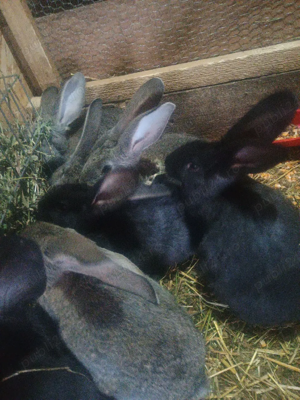 Iepurași UG de vânzare 