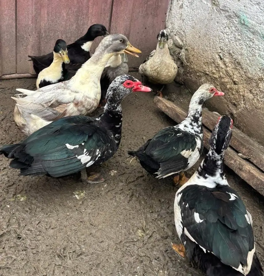 Rațe mute de vanzare 