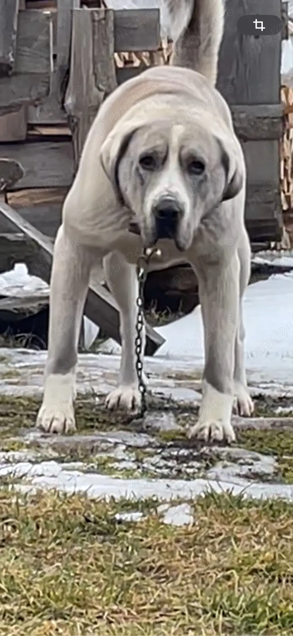 ciobanesc de asia centrala alabai