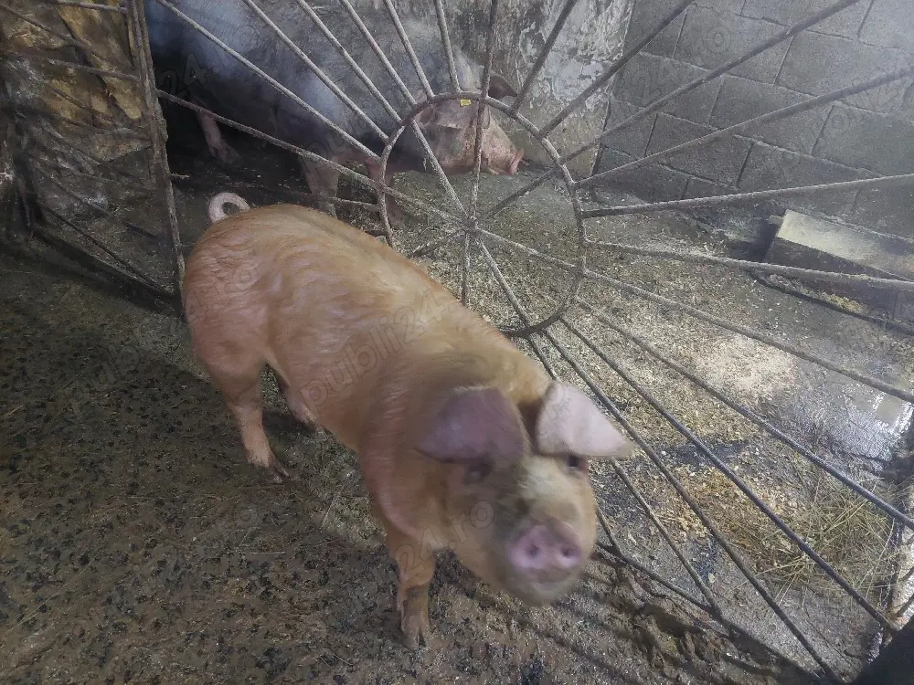 Duroc cu Pietrain 