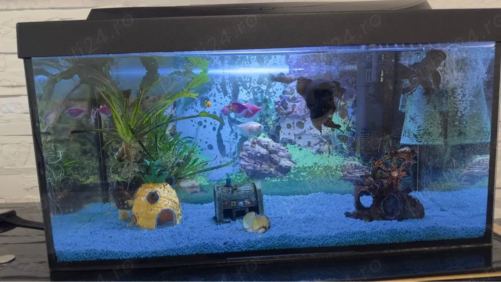 acvariu cu pesti complet