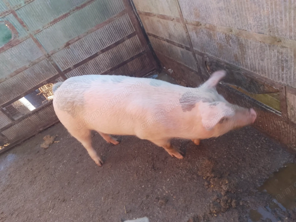 Vând scrofiță TN 70