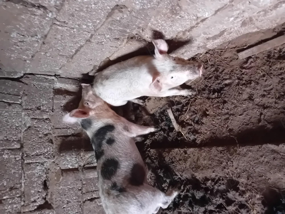 Vând 2 grasuni de 6 luni