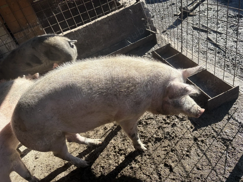 Vând porc crescut natural