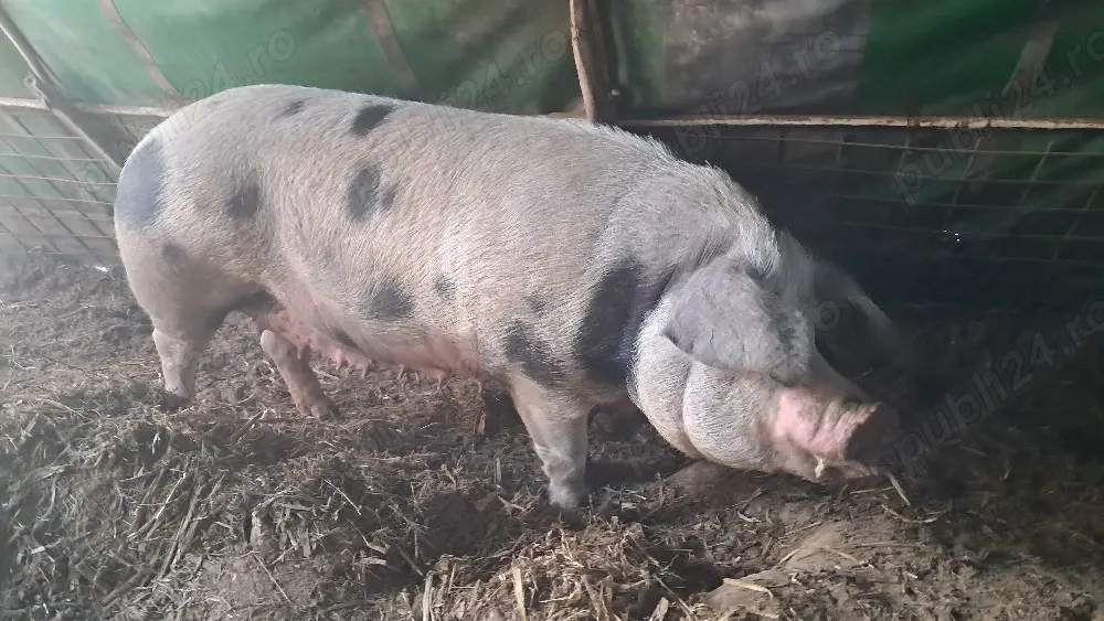 scroafa gestanta de 3 luni