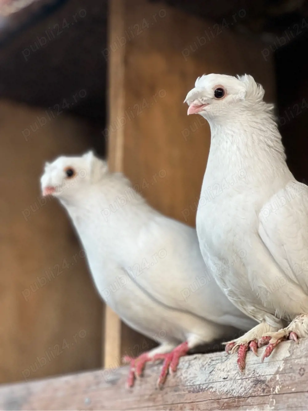 Porumbei Jucători de Botoșani