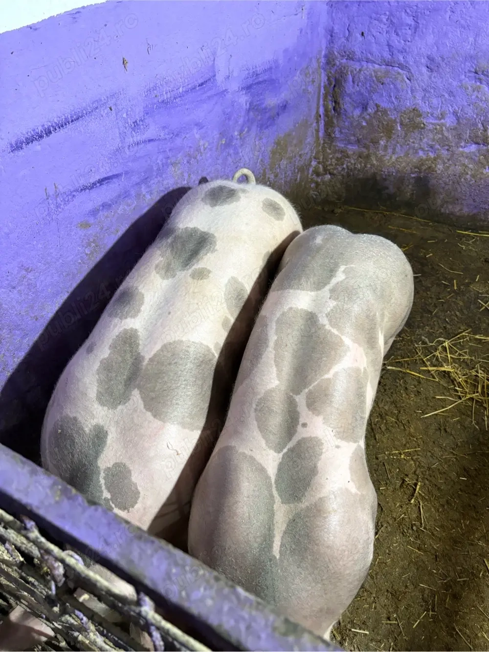 vand purcea de reproducere