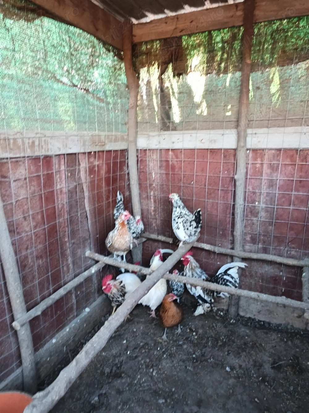 Găinuși și cocoșei de munte!