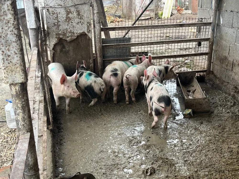 vand purcei 7 buc 30 35 kg buc prețul 380 lei buc 