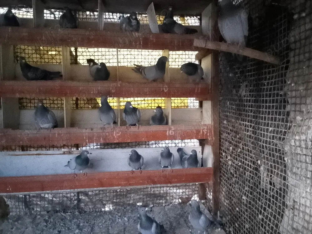 urgent porumbei voiajori 