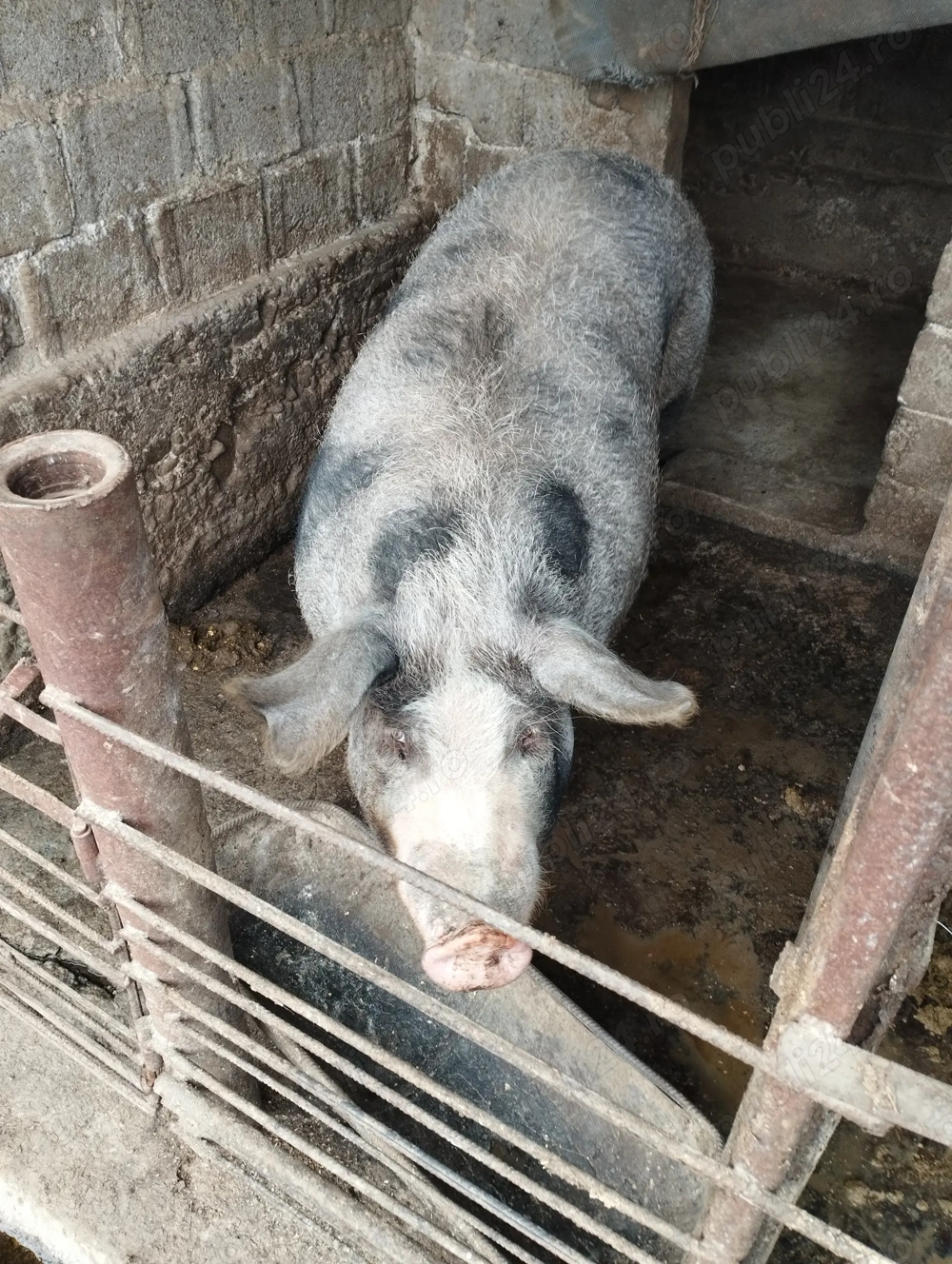 Pentru cine dorește contactați la  