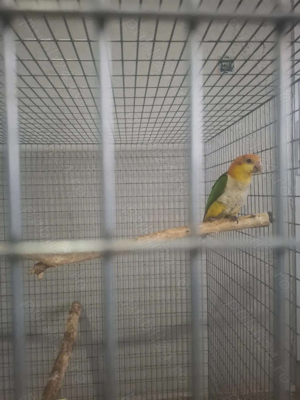 Femelă caique blând 
