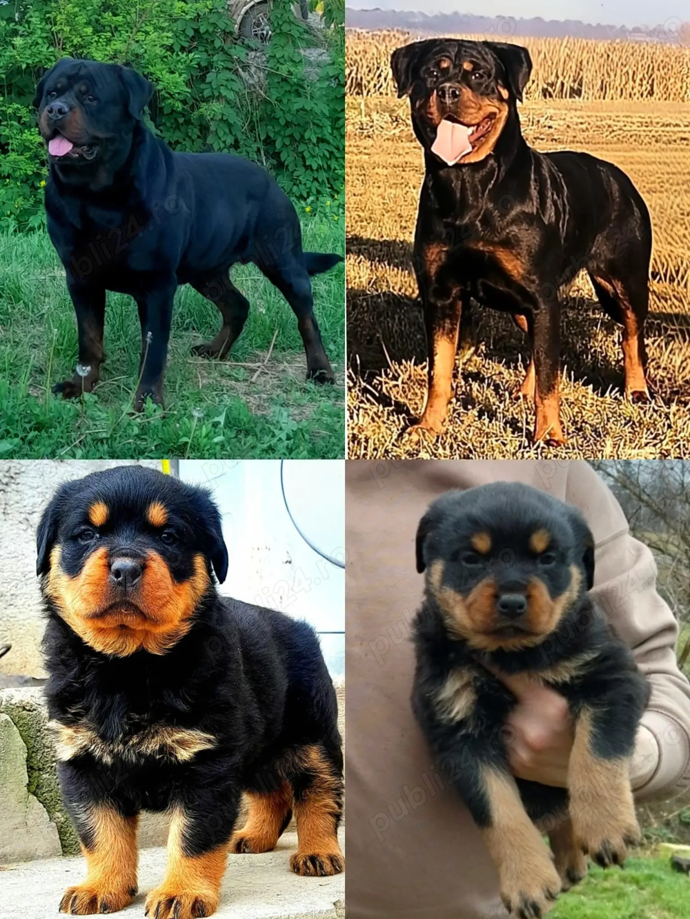 Pui de Rottweiler de vanzare