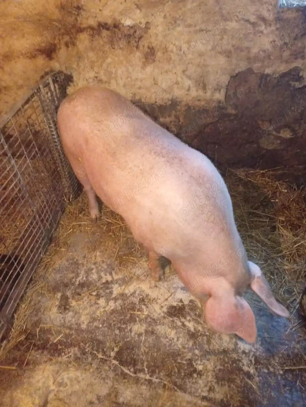 scroafa gestantă pe tata de 29 martie trebe sa fete mama foarte buna la adoua fatare 