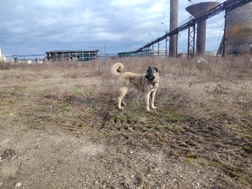 Femela kangal de 8 luni