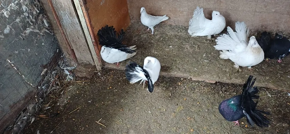 Vand sau schimb Masculi porumbei Voltati , Voltati indieni, Voiajori si Jucatori