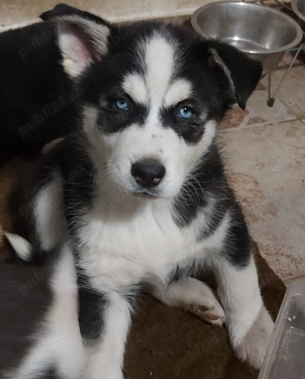 Pui husky siberian