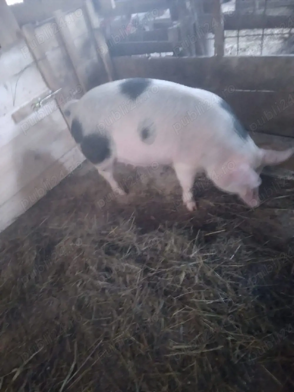 Vând 4 purcele trebuie sa fete 