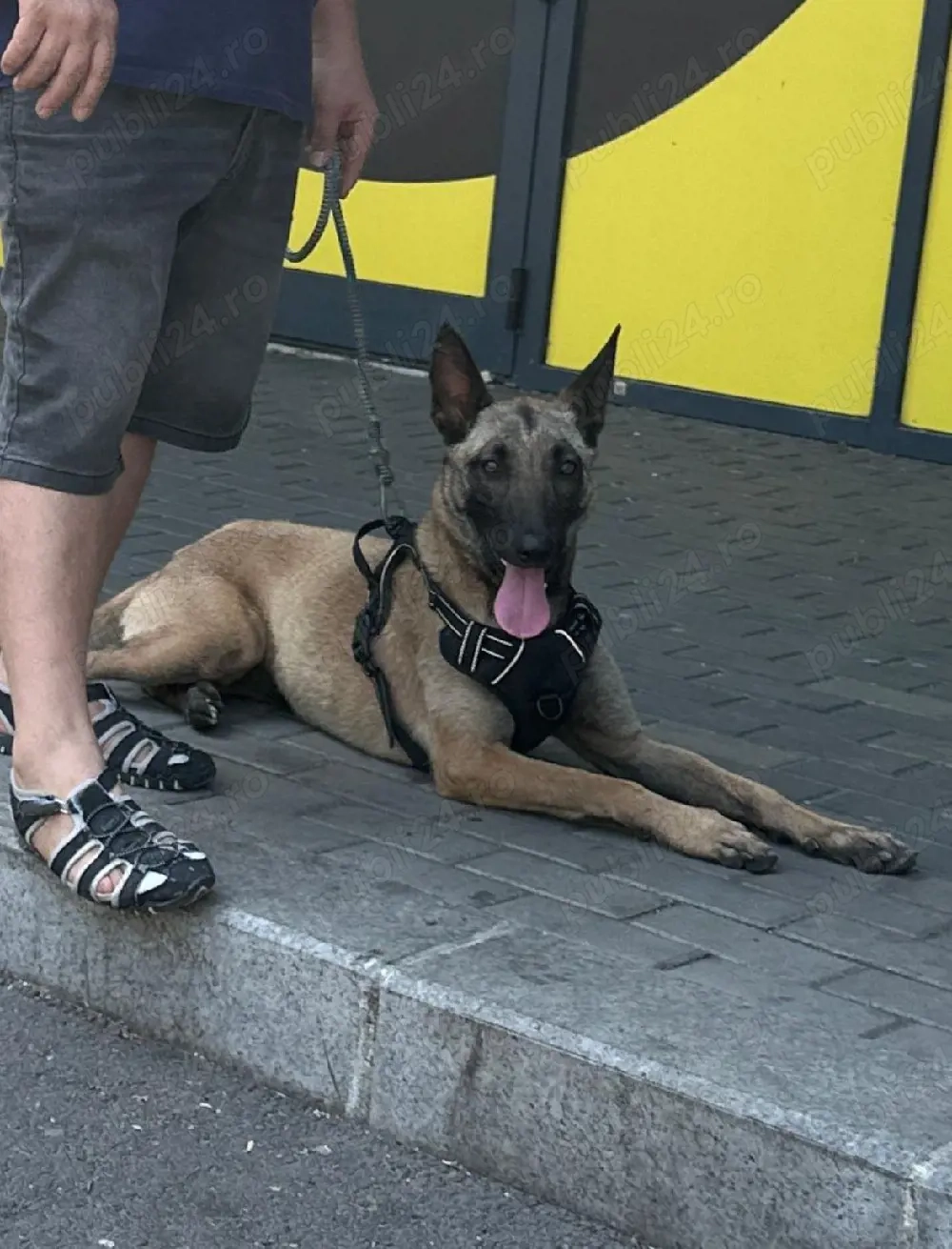 Vând ciobănesc belgian malinois rasă pură