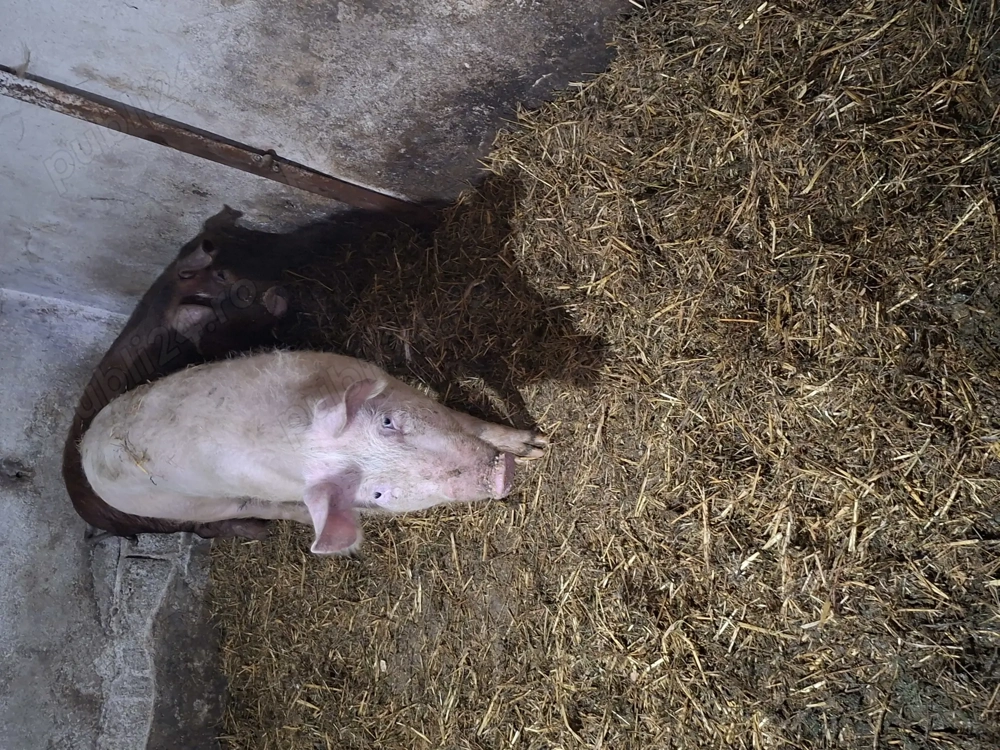 De vanzare 2 purcele.