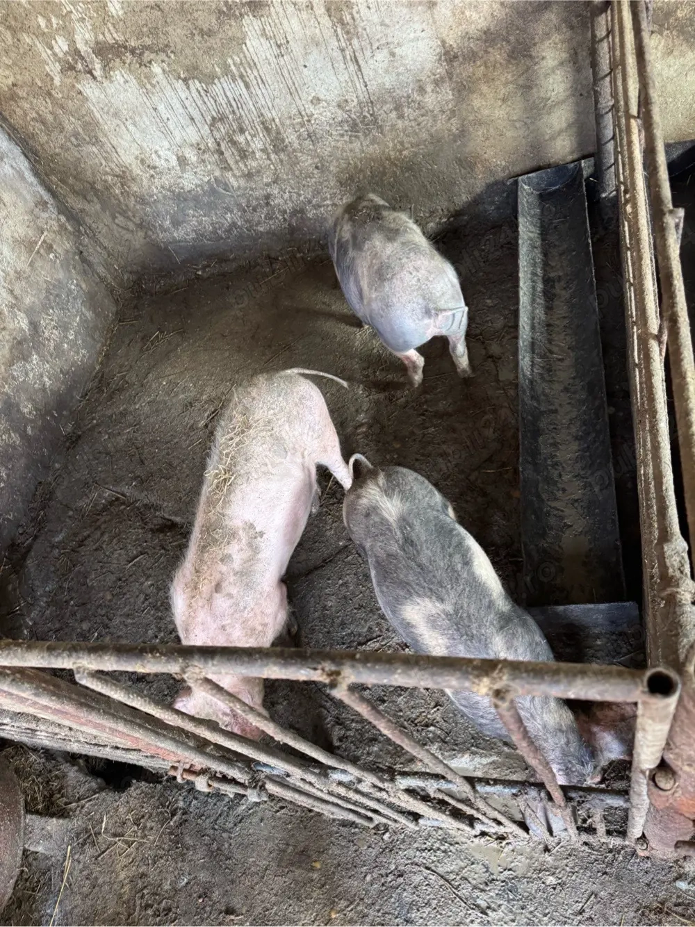 Porci de rasa  ( peste 4 luni jumatate )