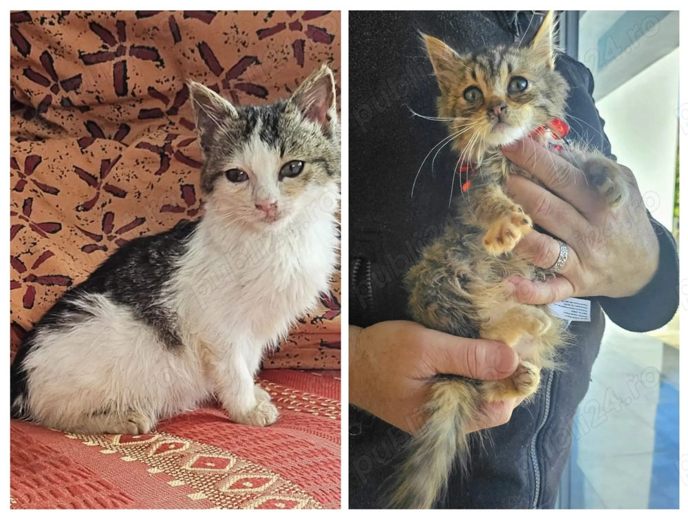 Metisi Norvegiana de padure pui