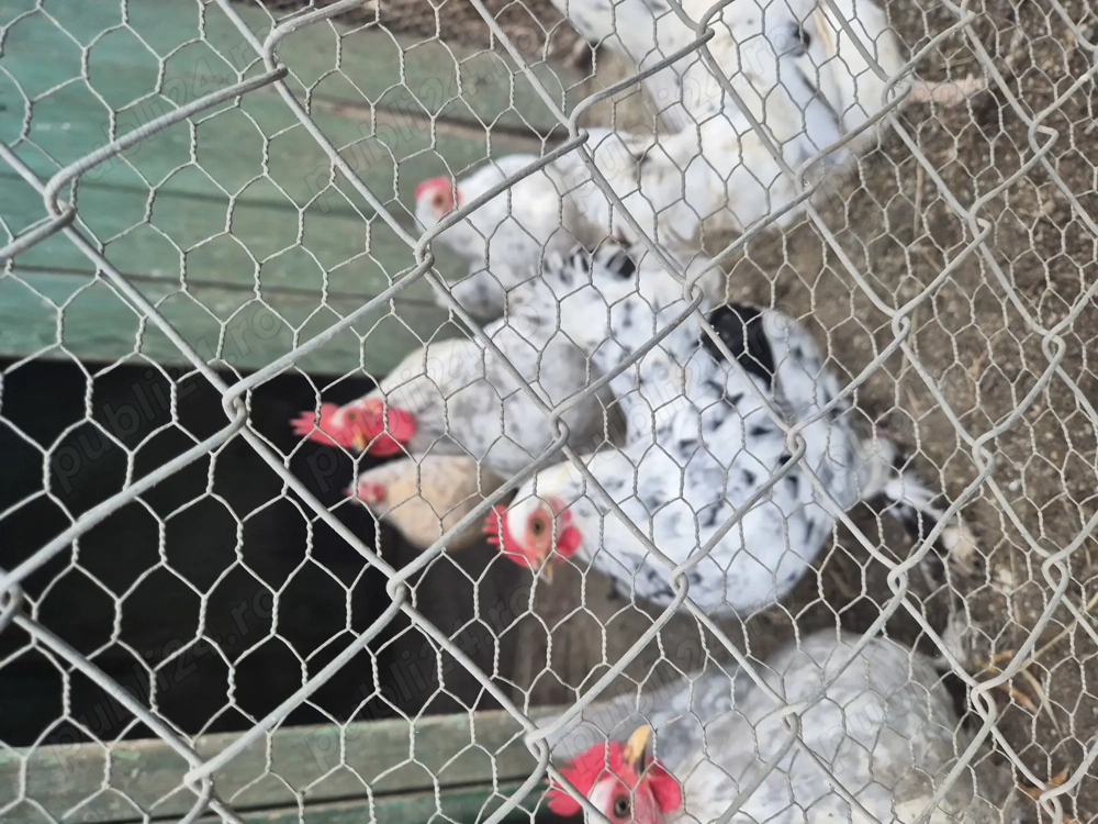 Găini Americane Pitici 