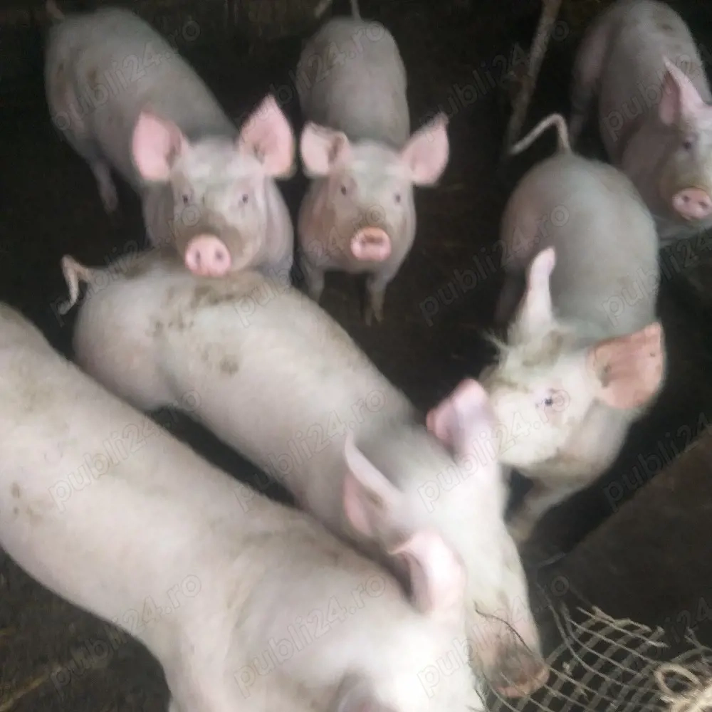 Vînd grăsuni  Marele alb 