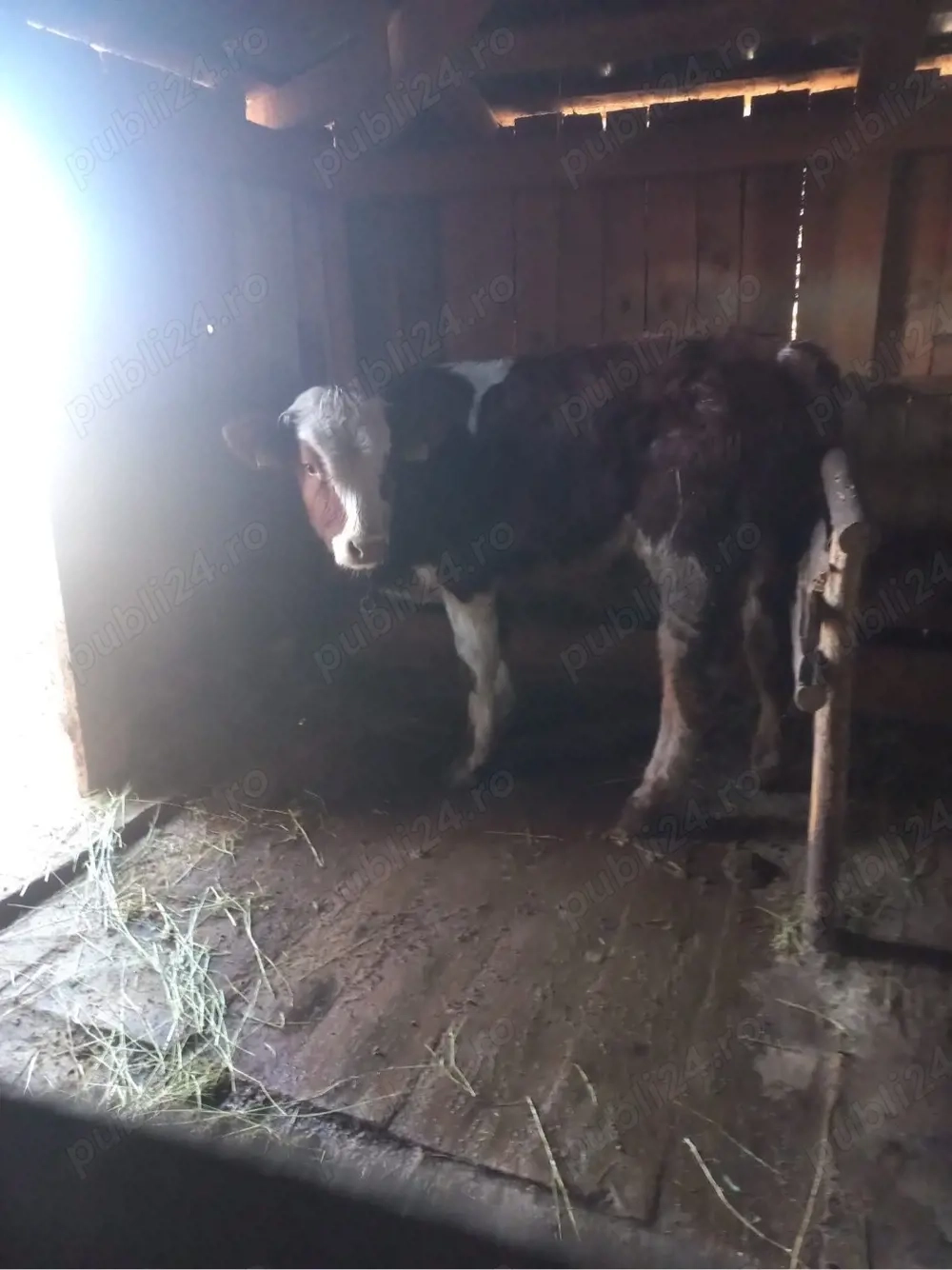 vand baltat romanesc