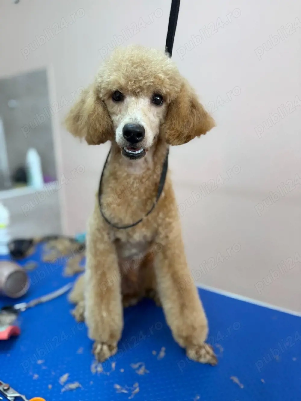 Băiat poodle-caniche roșu 