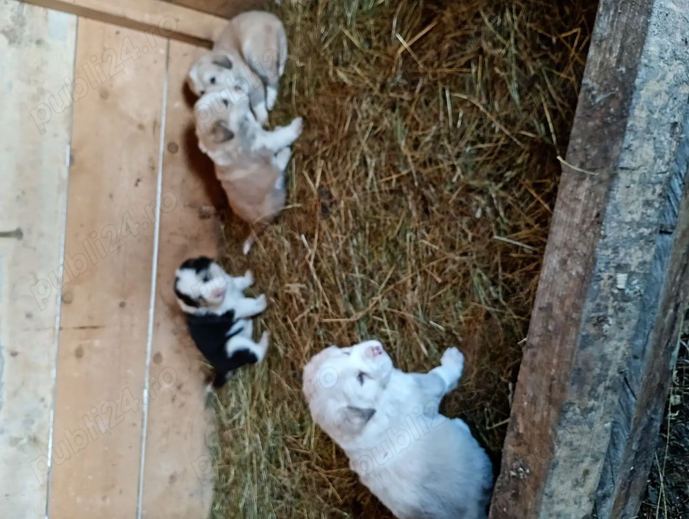 Câini ciobănesc asia centrală