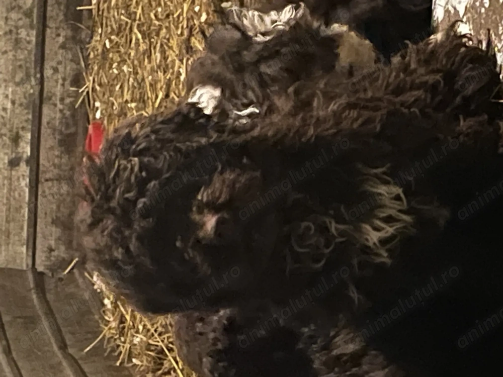 Cățeluși Lagotto Trufe