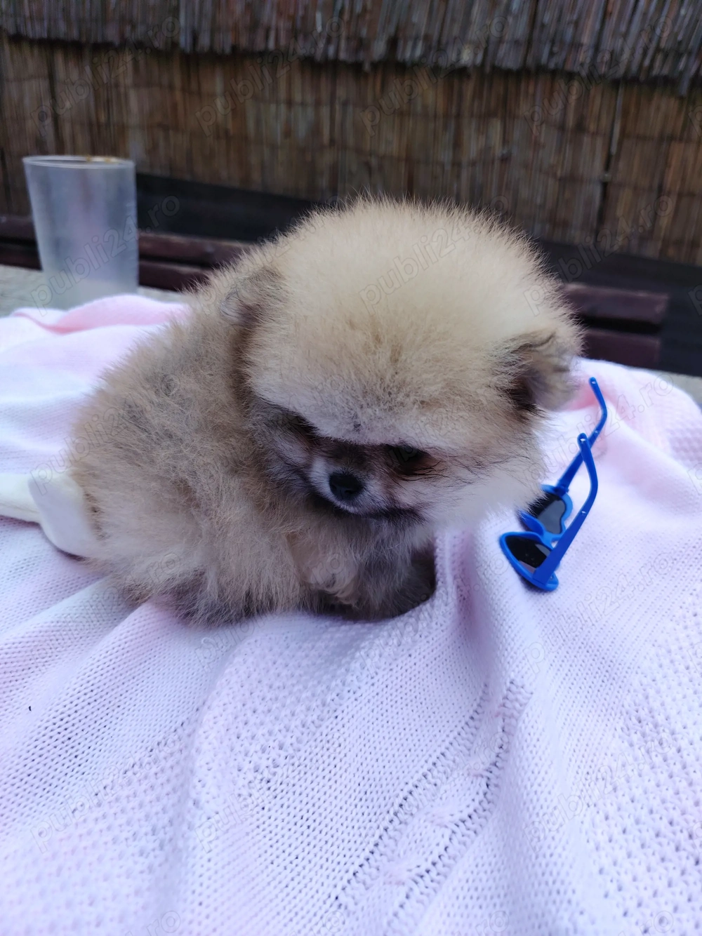 Băiețel pomeranian