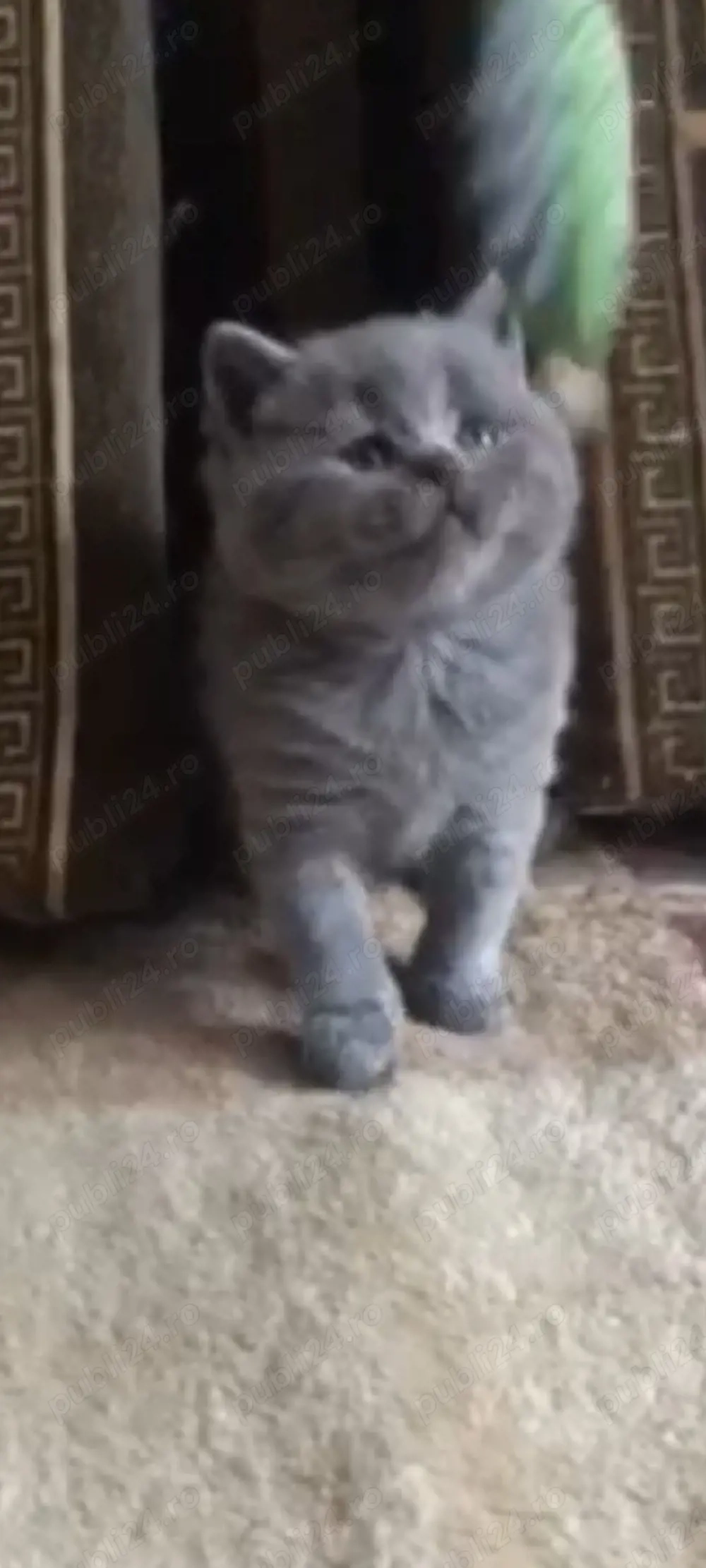 British blue!!! asigurăm transport 