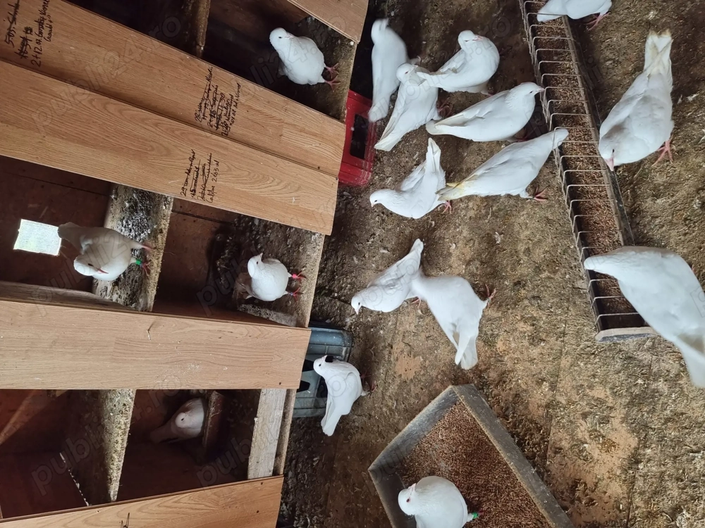 Porumbei californieni(hubali)