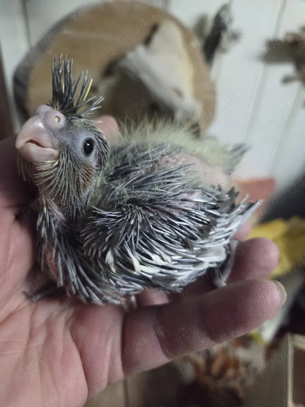 papagali micul alexandru(puișori blănzi)