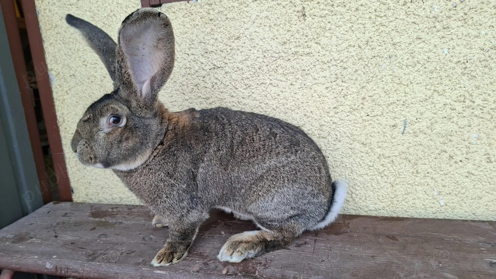 Iepuri uriaș german de vânzare