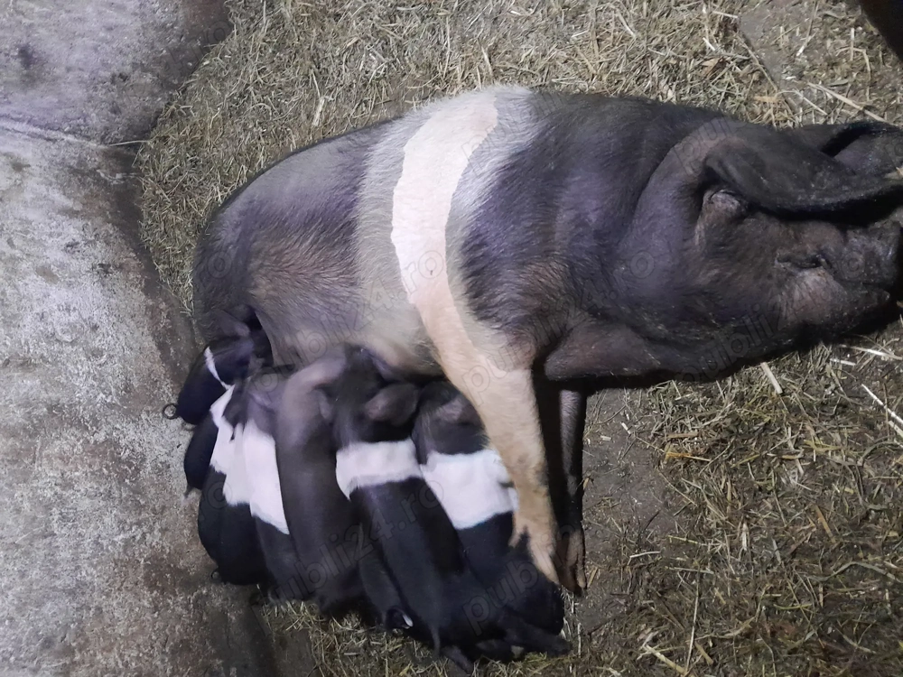 Scroafă basna cu purcei 