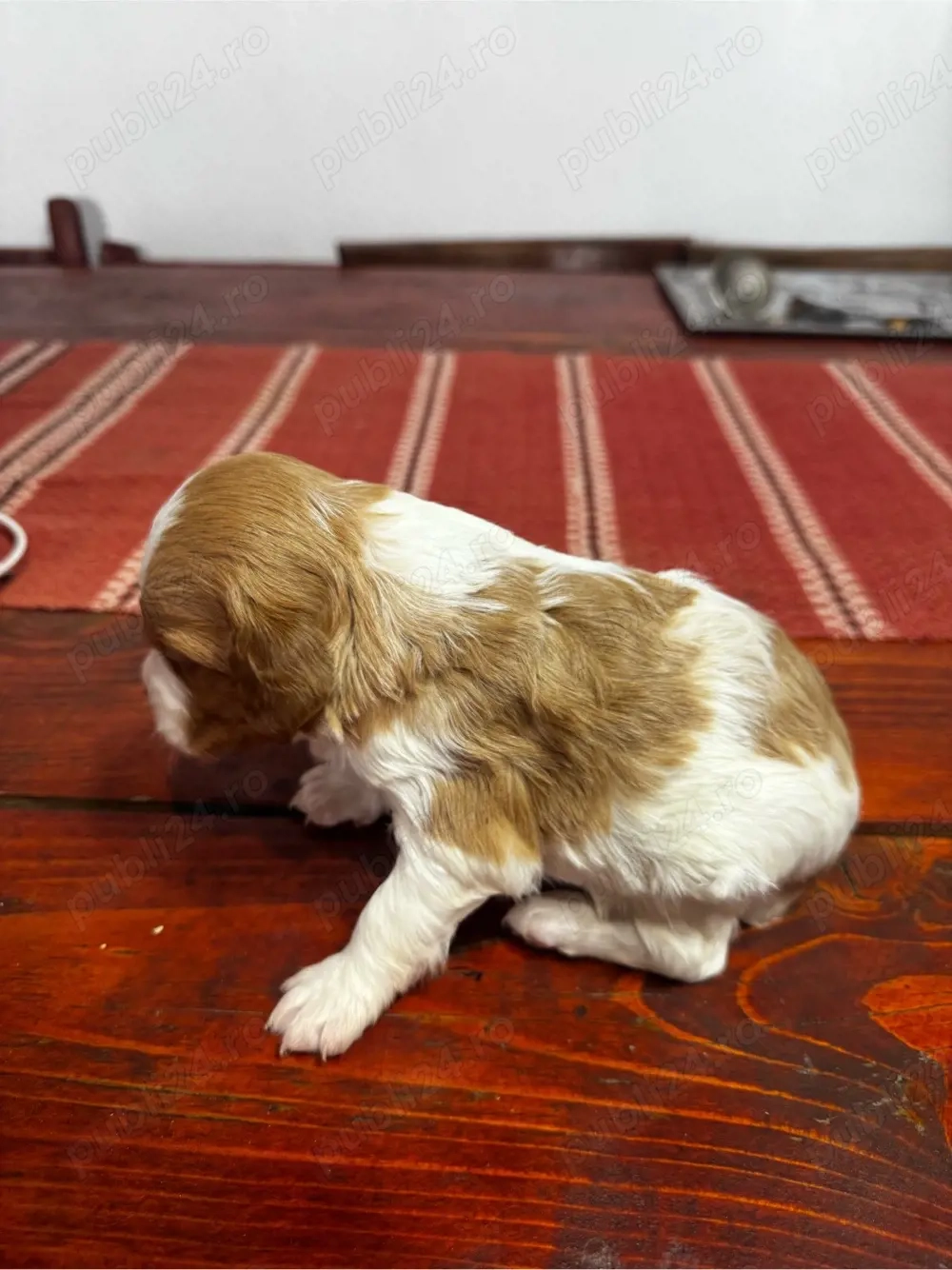 Câini Breton Epagneul