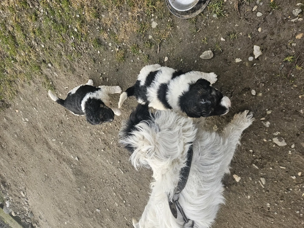 Catei de 6 saptamani