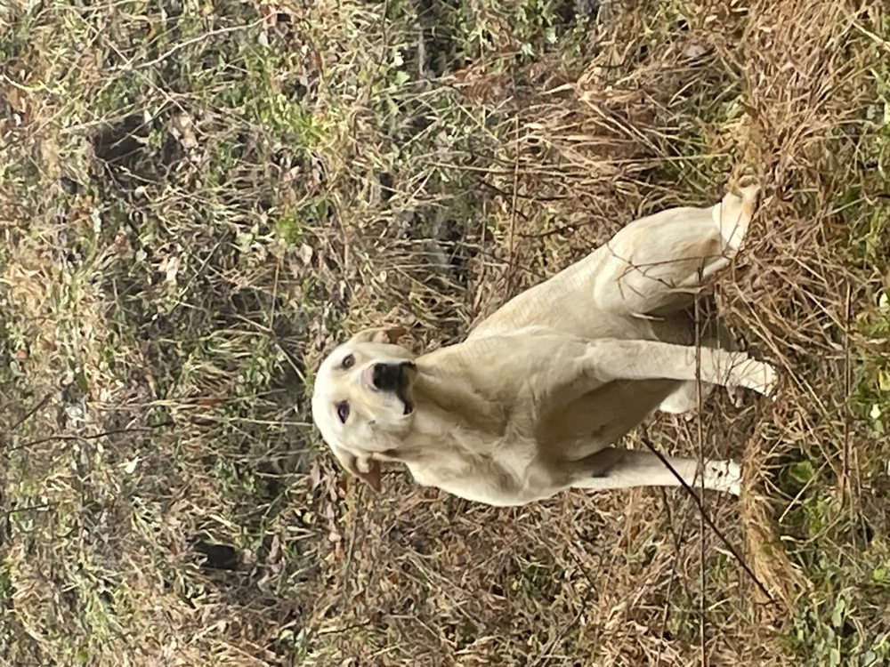 Cățel cauta familie.
